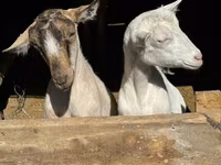 Koza, Saanen goat — zdjęcie 3