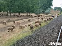 मेढ़ा, भेड़ — फ़ोटो 2