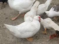 Ducks — photo 1