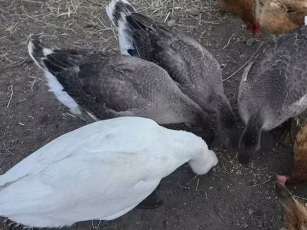 Geese