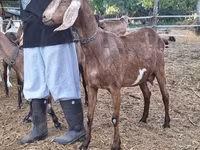 Коза, Nubian Goat — фото 2