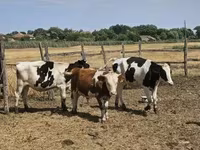 牛（ロット、性別未指定）, Russian Black pied cattle — 写真 3