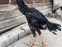 Derbiširska crvenokapa — fotografija 3