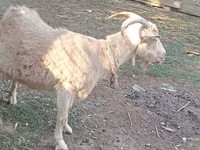 Koza, Dutch Landrace goats — fotografija 5
