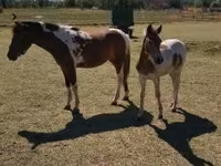 Horse (M), Horses — photo 1