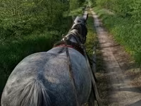 Kobyła, Friesian — zdjęcie 8