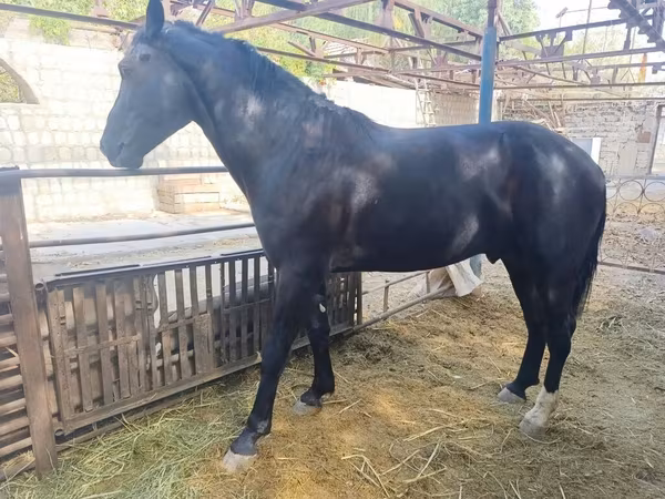 Horse (M), Friesian sport horse