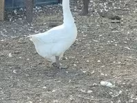 Geese — zdjęcie 5