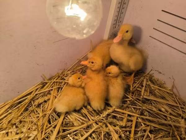 Ducks — Węgry