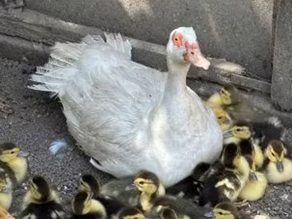Ducks