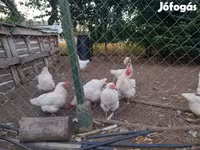 Chickens — fotografija 1