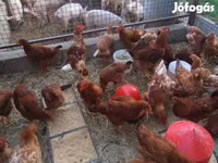 Chickens — फ़ोटो 4