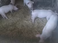मादा सूअर, सूअर — फ़ोटो 2