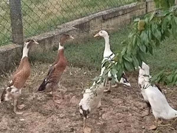 Ducks — Węgry