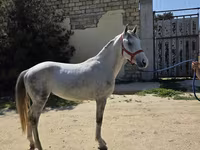 Pastuv, Karabakh horse — fotografija 3