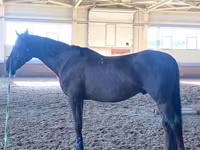 Koń, Budyonny horse — zdjęcie 2