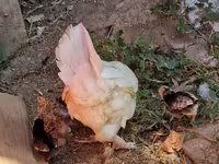 Chickens — fotografija 4