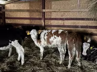 Krava, Simmental cattle — fotografija 1