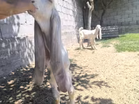 Taka, Gulabi goats — 3-rasm
