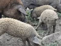 خنزيرة, Мангалица — الصورة 1