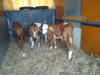 Byk, Simmental cattle — zdjęcie 2