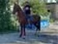 Pastuv, Arabian horse — fotografija 4