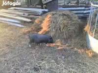 公猪, Вьетнамская вислобрюхая — 照片 1