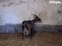 Ziegenbock, Alpine goat — Foto 2