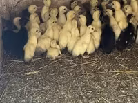 Ducks — fotografija 3