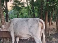母牛, Charolais cattle — 照片 7
