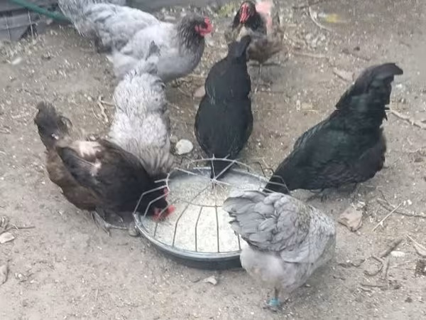डेनिश हेन