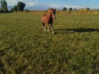Cheval, Chevaux — photo 2