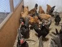 Chickens — Foto 3
