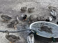 Ducks — fotografija 3