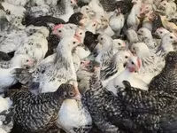 Chickens — 写真 7
