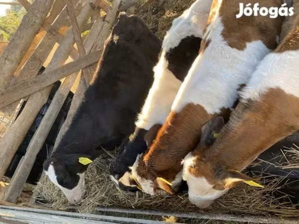 公牛, Simmental cattle
