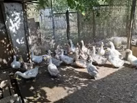 Ducks — Foto 5