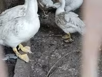 Ducks — 写真 1
