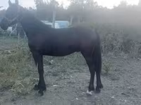 雄馬, Friesian — 写真 3