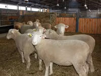 Ovan, Dorset horn sheep — fotografija 2