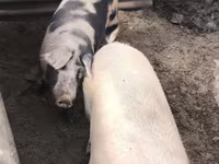 Locha, Świnie — zdjęcie 2