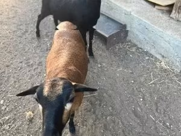 Cabra, Nigerian dwarf goats — Hungria