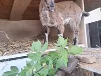 Коза, Dutch Landrace goats — фото 2