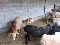 Ovelha, Rhon sheep — foto 2