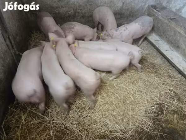 Krmača, Крупная белая