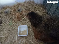 Chickens — photo 2