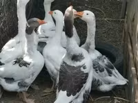 Geese — foto 2