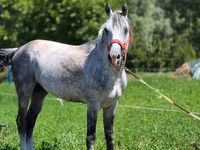 Cavalo, Cavalos — foto 4