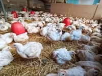 Chickens — fotografija 2