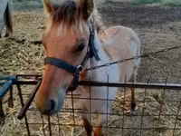 Pastuv, Welsh Cob — fotografija 1